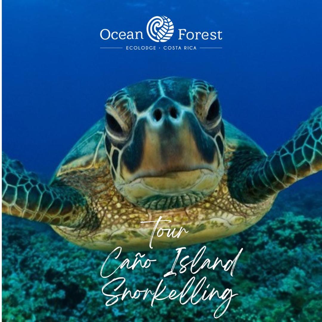 Ocean Forest Ecolodge San Pedrillo Dış mekan fotoğraf